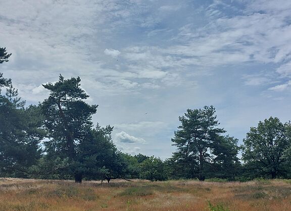 Bretziner Heide