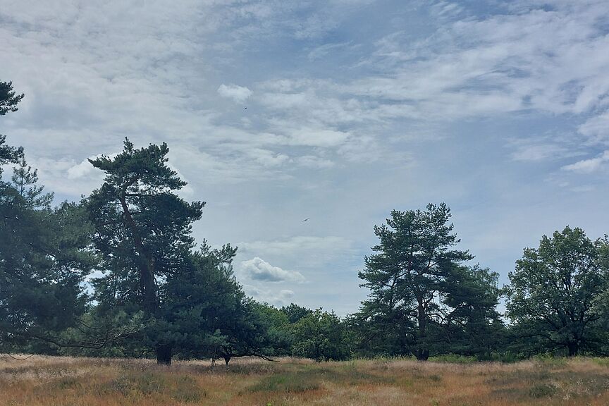 Bretziner Heide Bretziner Heide